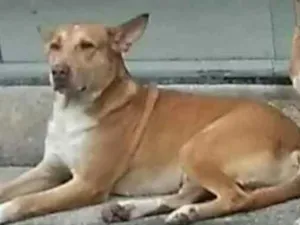 Cachorro raça Vira Lata idade 5 anos nome Snoopy