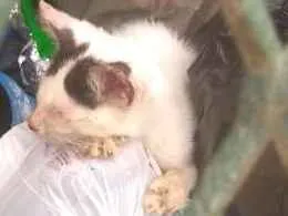 Gato raça Não sei idade 2 a 6 meses nome Gatos 