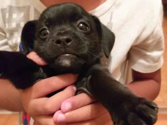 Cachorro ra a Shitiso  idade  nome Não Tem