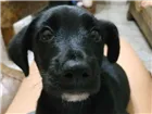 Cachorro raça Mistura com Labrador idade 2 a 6 meses nome Betinho