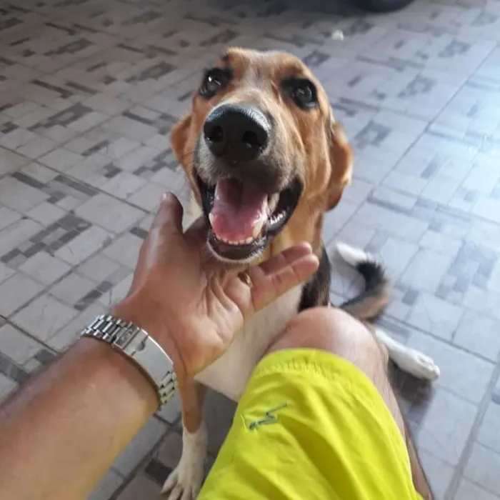 Cachorro ra a Indefinida idade 7 a 11 meses nome Bolota e Suzy