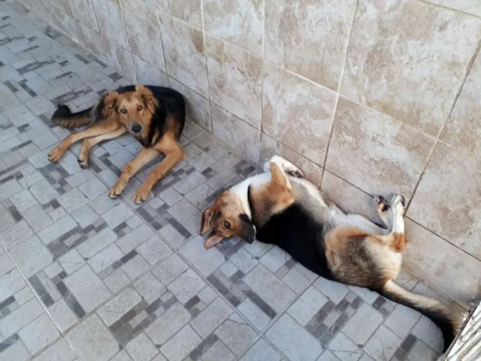 Cachorro ra a Indefinida idade 7 a 11 meses nome Bolota e Suzy