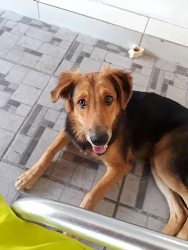 Cachorro ra a Indefinida idade 7 a 11 meses nome Bolota e Suzy