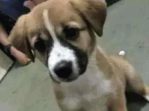 Cachorro raça  idade 2 a 6 meses nome Jenny