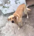 Apollo