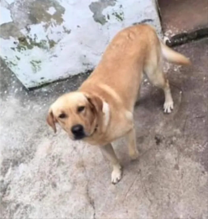 Cachorro ra a Labrador  idade 1 ano nome Apollo