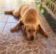 Apollo