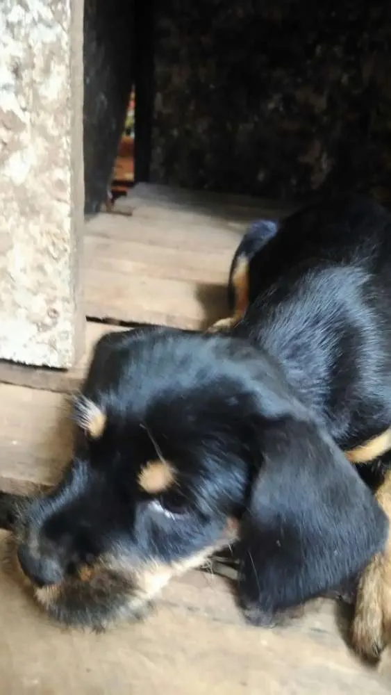 Cachorro ra a Indefinida idade 2 a 6 meses nome Sem nome