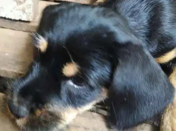 Cachorro ra a Indefinida idade 2 a 6 meses nome Sem nome