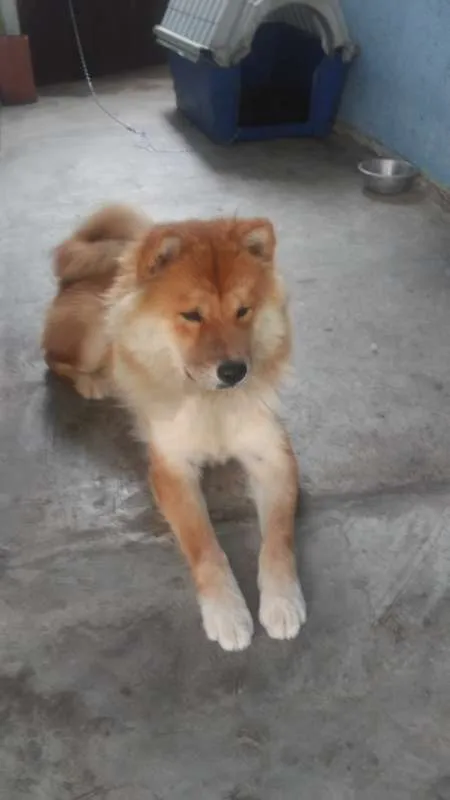 Cachorro ra a Chow Chow idade 7 a 11 meses nome Luna