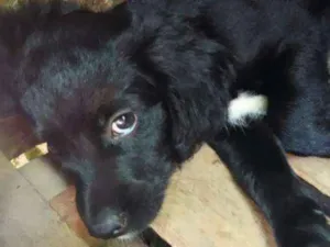 Cachorro raça Indefinida idade 2 a 6 meses nome Sem nome