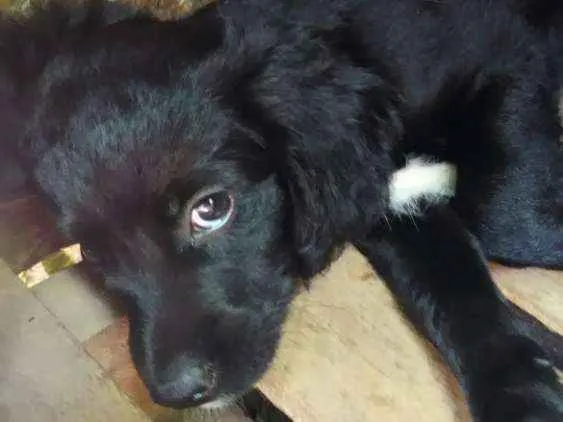 Cachorro ra a Indefinida idade 2 a 6 meses nome Sem nome