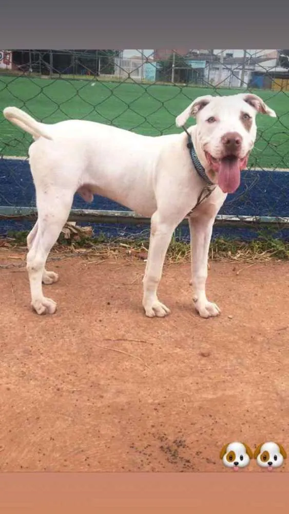 Cachorro ra a Pitbull  idade 7 a 11 meses nome Zeus