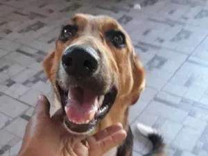 Cachorro raça Indefinida idade 7 a 11 meses nome Bolota e Suzy