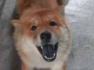 Cachorro raça Chow Chow idade 7 a 11 meses nome Luna