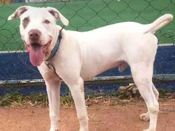 Cachorro ra a Pitbull  idade 7 a 11 meses nome Zeus