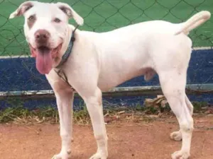Cachorro raça Pitbull  idade 7 a 11 meses nome Zeus