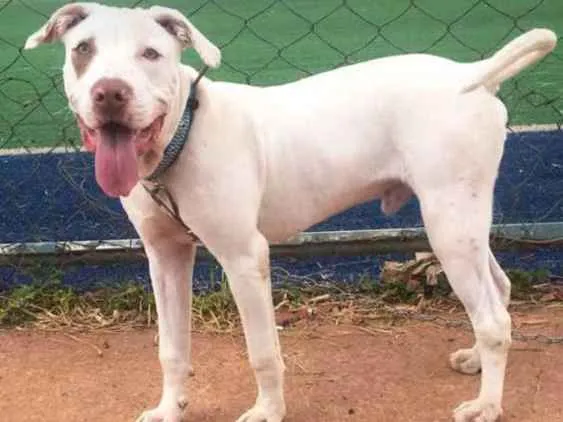 Cachorro ra a Pitbull  idade 7 a 11 meses nome Zeus