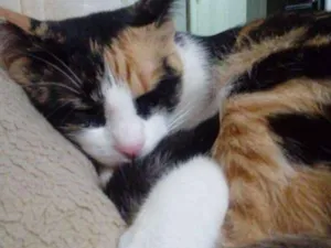 Gato raça  idade 1 ano nome Mel