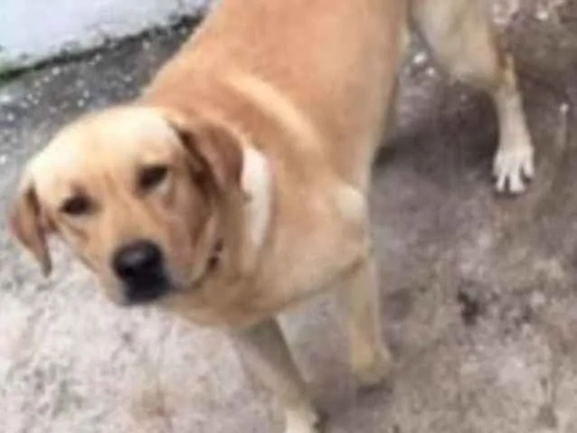 Cachorro ra a Labrador  idade 1 ano nome Apollo