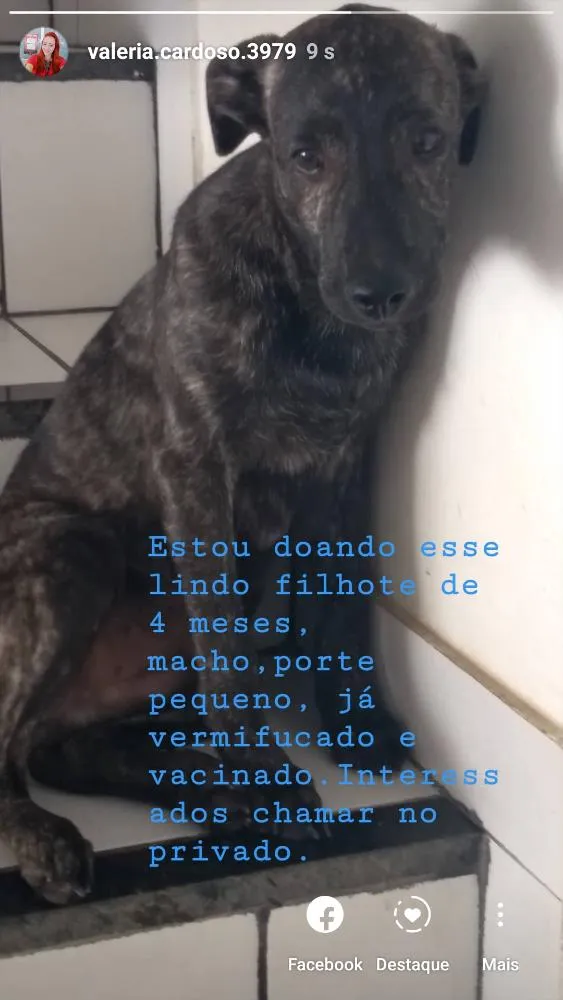 Cachorro raça Vira lata idade 2 a 6 meses nome Berilo