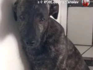 Cachorro raça Vira lata idade 2 a 6 meses nome Berilo