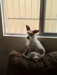 Nina