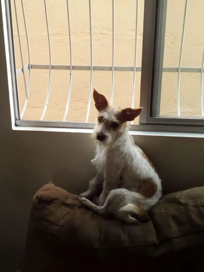 Cachorro raça Indefinida idade 1 ano nome Nina