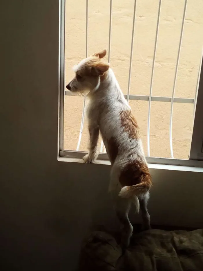 Cachorro raça Indefinida idade 1 ano nome Nina