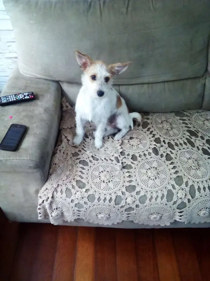 Cachorro raça Indefinida idade 1 ano nome Nina