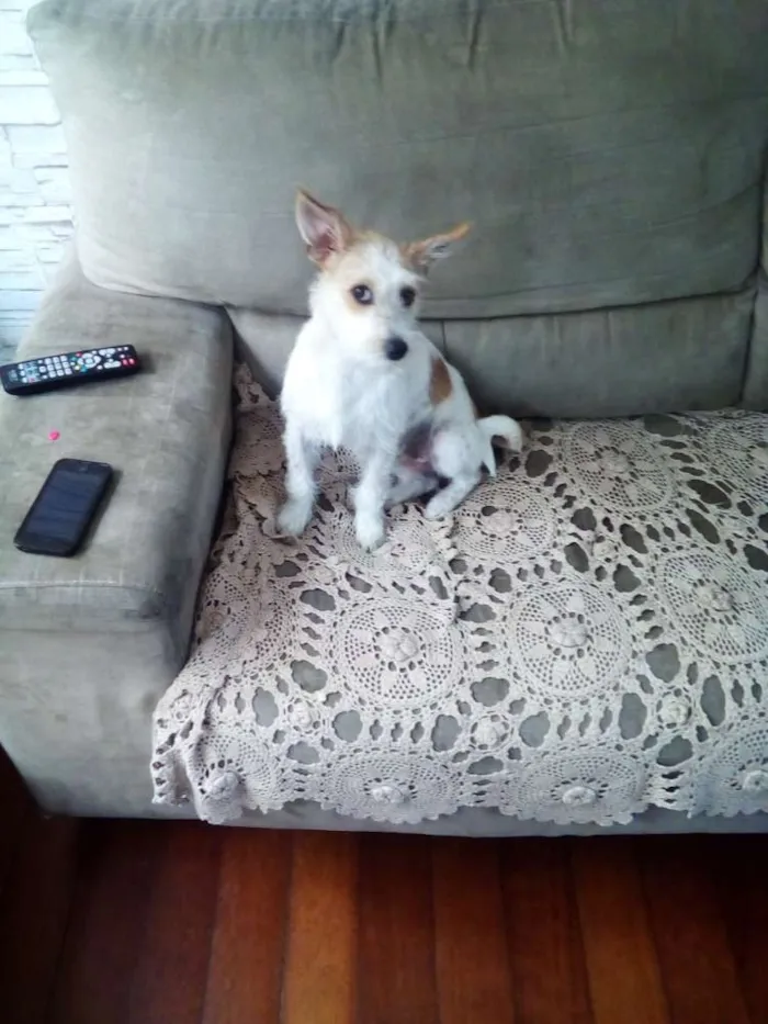 Cachorro raça Indefinida idade 1 ano nome Nina
