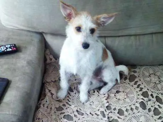 Cachorro raça Indefinida idade 1 ano nome Nina