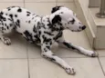 Cruella