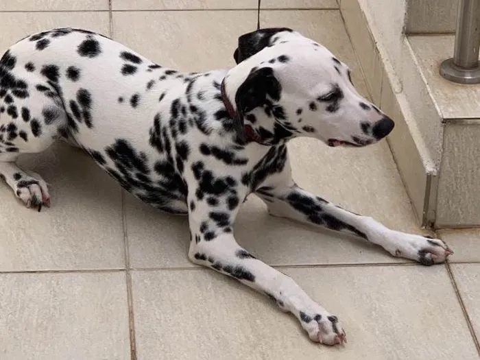 Cachorro ra a Dálmata idade 7 a 11 meses nome Cruella