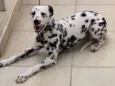 Cruella