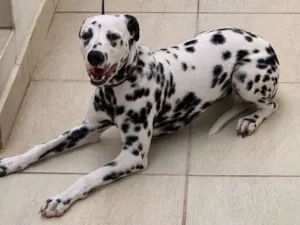 Cachorro raça Dálmata idade 7 a 11 meses nome Cruella