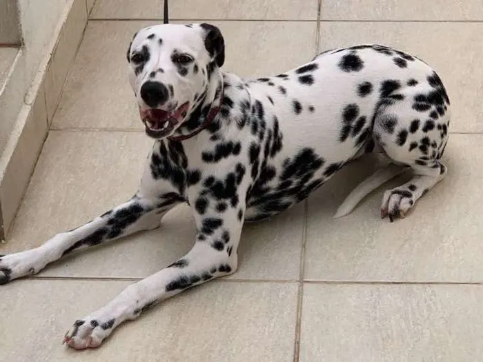 Cachorro ra a Dálmata idade 7 a 11 meses nome Cruella