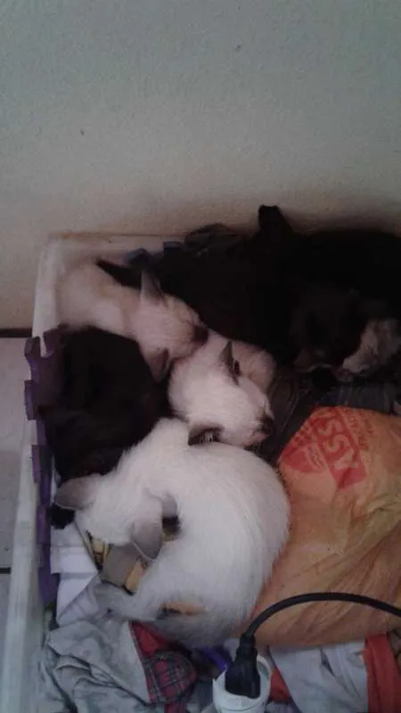 Gato ra a Sem raça  idade 2 a 6 meses nome Filhotes 