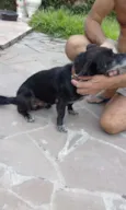 Panca