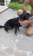 Panca