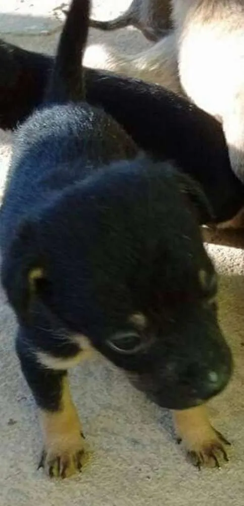 Cachorro ra a srd idade Abaixo de 2 meses nome filhotes peq