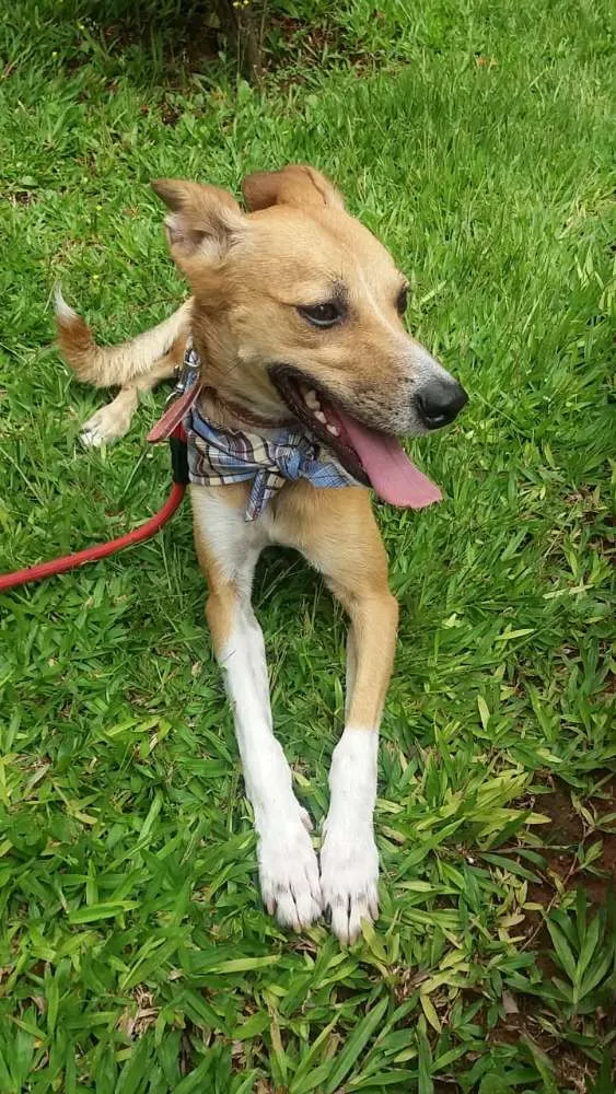 Cachorro ra a SRD idade 2 anos nome Samba