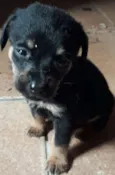 DuckTtotó e Kanjo