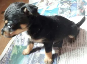 Cachorro raça srd idade 2 a 6 meses nome DuckTtotó e Kanjo