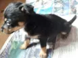 DuckTtotó e Kanjo