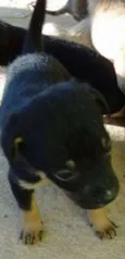 DuckTtotó e Kanjo