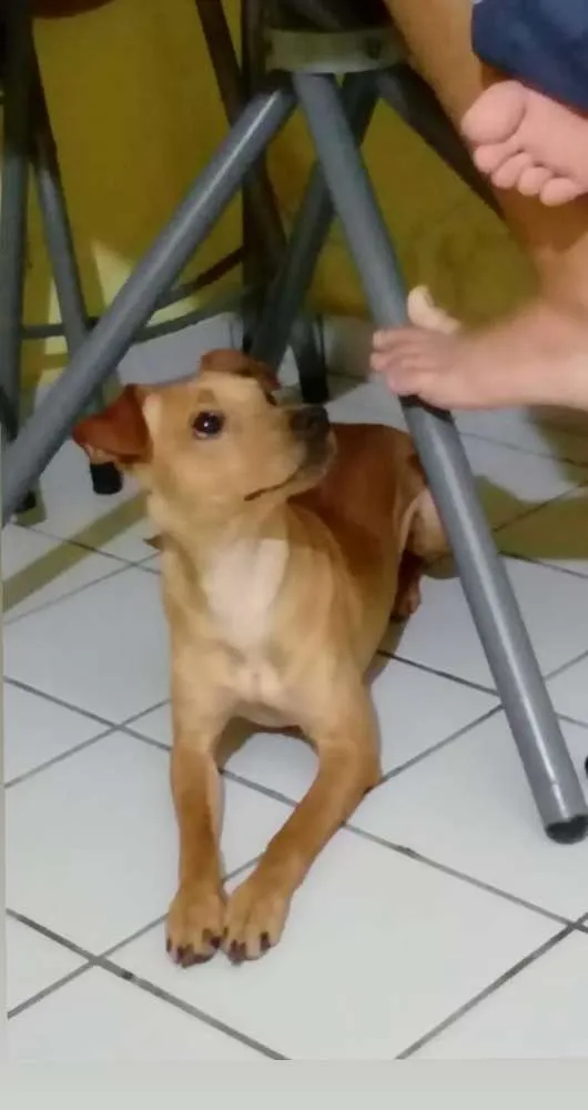Cachorro raça Pinscher idade 1 ano nome Nick