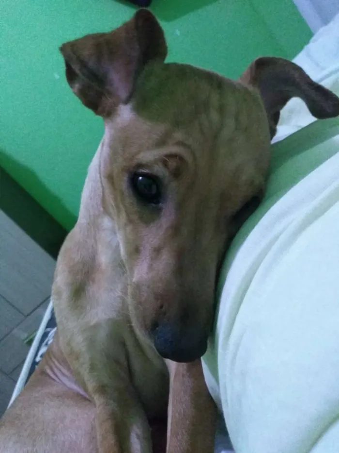 Cachorro raça Pinscher idade 1 ano nome Nick