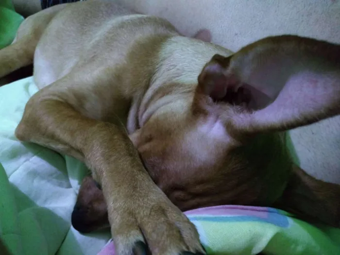Cachorro raça Pinscher idade 1 ano nome Nick