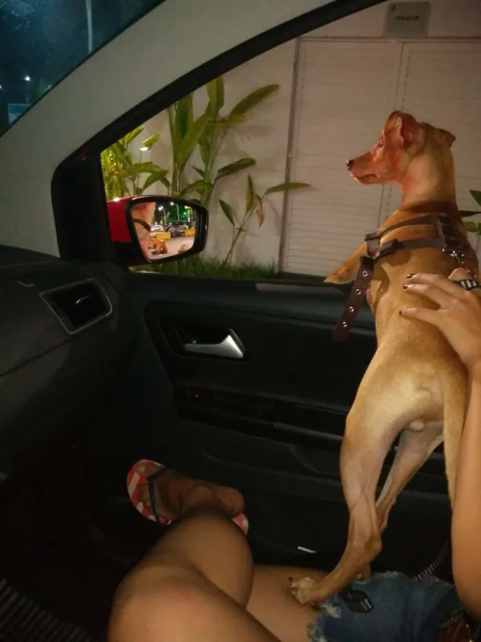 Cachorro raça Pinscher idade 1 ano nome Nick